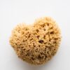 Sea Wool Sponge