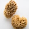 Sea Wool Sponge